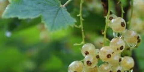 Bijela ribizla - 10 sorti: smolyaninovskaya, yuterborgskaya, potapenko, recenzije